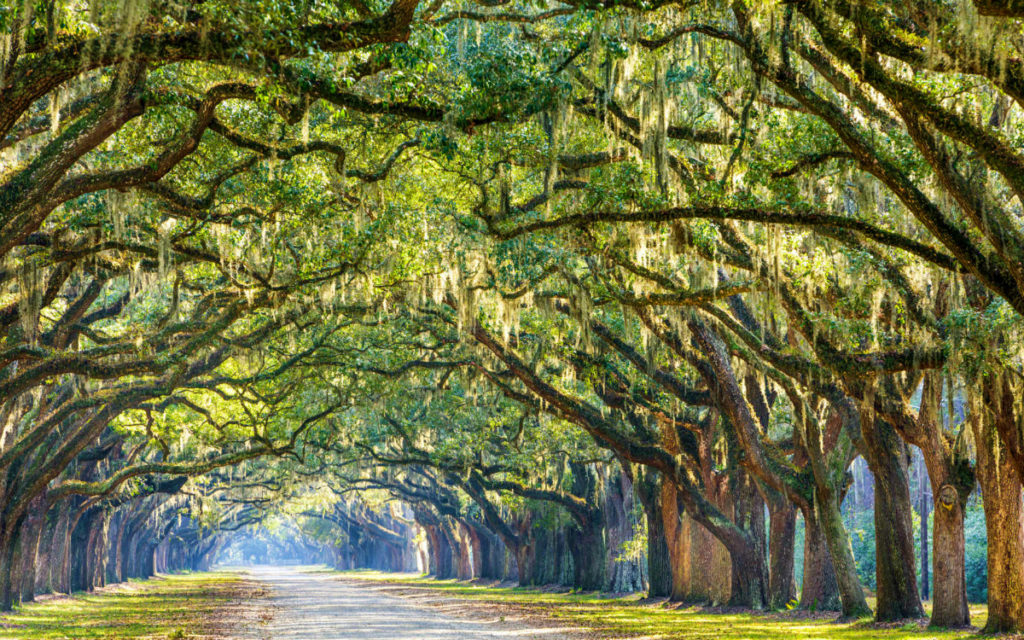 Savannah in the fall