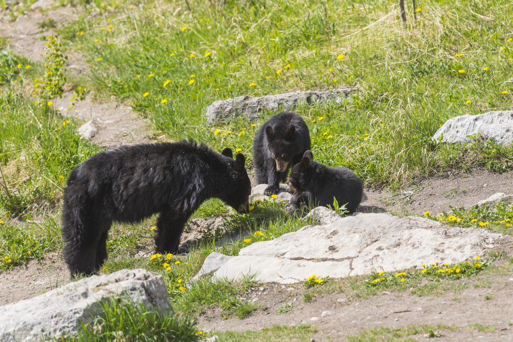 bears in grass