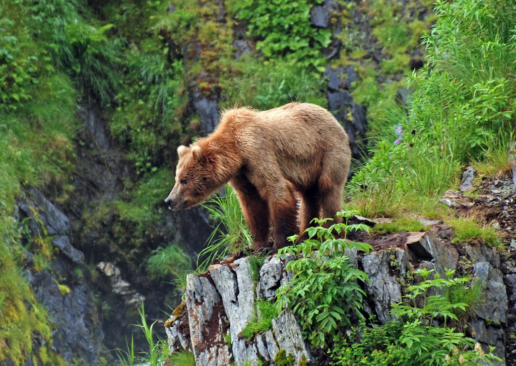 Kodiak Island