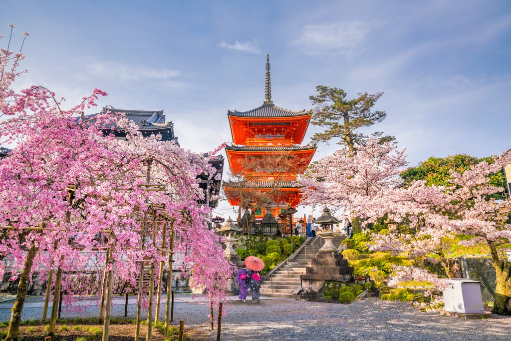 Cherry Blossoms in Kyoto, Japan