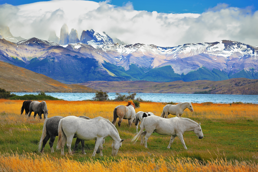 Beautiful,White,And,Gray,Horses,Grazing,In,A,Meadow,Near